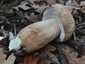 Nyári vargánya (Boletus reticulatus), Budai-hegység